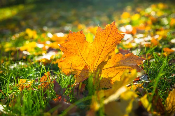 Autumn nature background. Stock Image