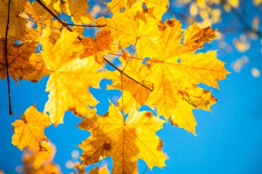 Sonbahar doğa manzara açık.