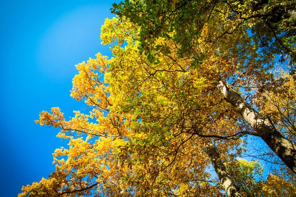 Hermosos árboles multicolores en el bosque — Foto de Stock