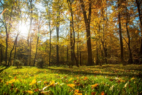 Herbst Natur Landschaft im Freien. — Stockfoto