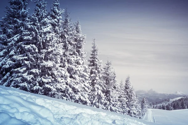 Inverno Natura paesaggio innevato sfondo esterno . — Foto Stock