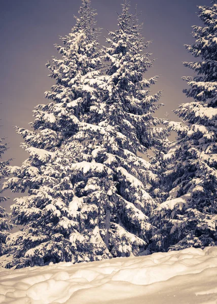 冬の自然の雪の風景の屋外の背景. — ストック写真