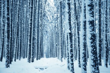 Kış Doğa arka plan.