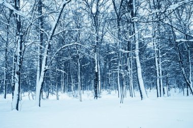 Kış Doğa arka plan.