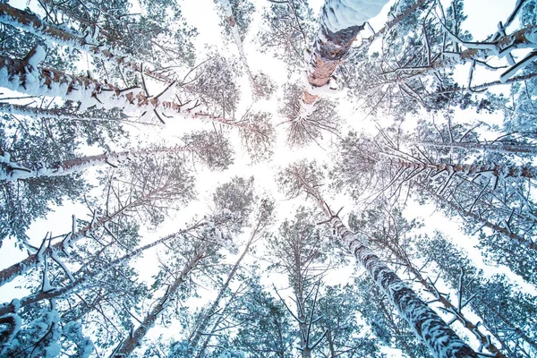 Vinter natur bakgrund. — Stockfoto