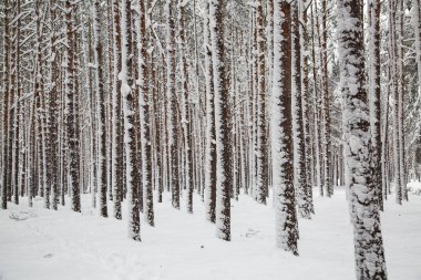 Kış Doğa arka plan.