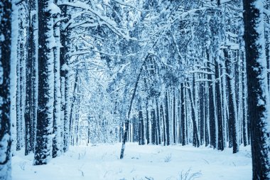 Kış Doğa arka plan.