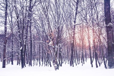 Kış Doğa arka plan.