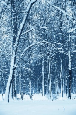 Kış Doğa arka plan.