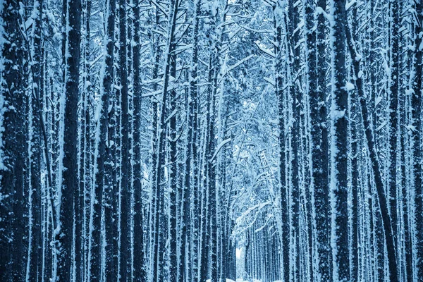 Vinter natur bakgrund. — Stockfoto