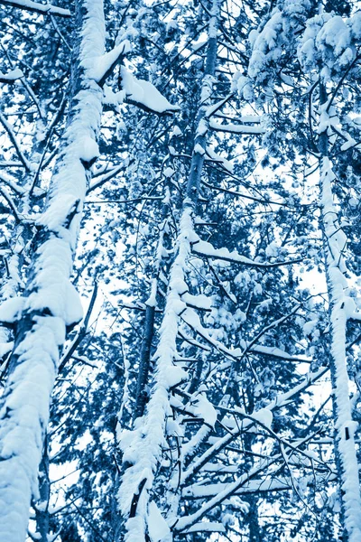 冬の自然の背景. — ストック写真