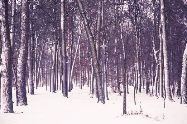 Зимний фон природы . — стоковое фото