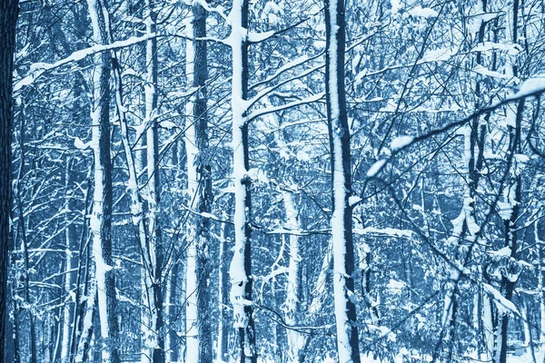 Inverno natureza fundo . — Fotografia de Stock