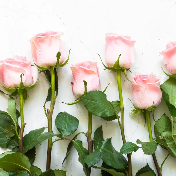 Rosa rosa na mesa de pedra branca . — Fotografia de Stock