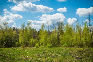 yeşil orman ve mavi gökyüzü.