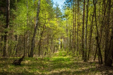 yeşil orman ve mavi gökyüzü.