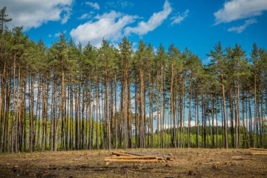 yeşil orman ve mavi gökyüzü.