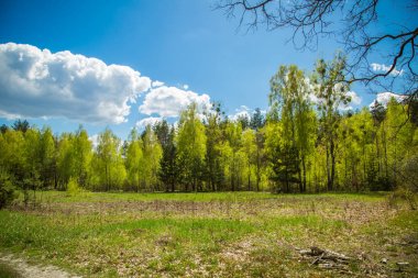 yeşil orman ve mavi gökyüzü.