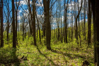 Baharda Yeşil Orman.