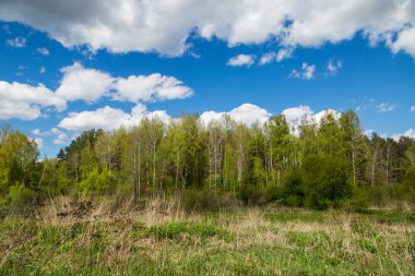 yeşil orman ve mavi gökyüzü.