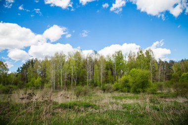 yeşil orman ve mavi gökyüzü.
