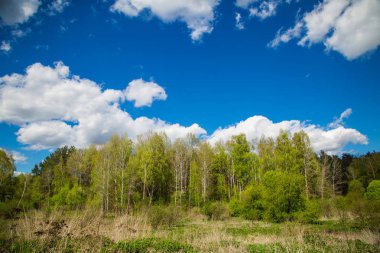 yeşil orman ve mavi gökyüzü.