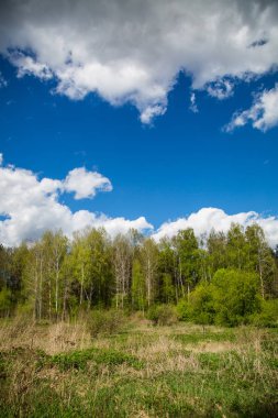 yeşil orman ve mavi gökyüzü.