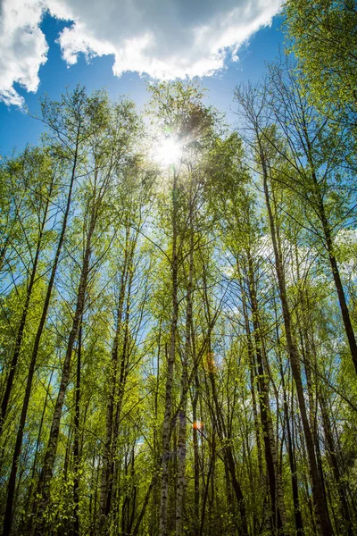 Зелений ліс і блакитне небо . — стокове фото