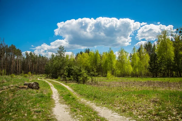 Bosque verde y cielo azul. — Foto de Stock