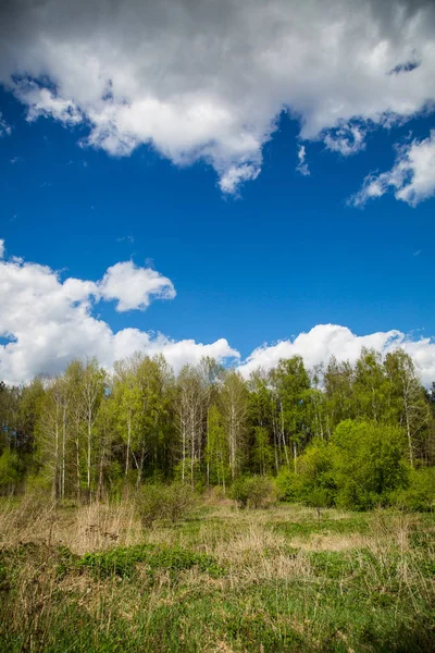 Bosque verde y cielo azul. — Foto de Stock