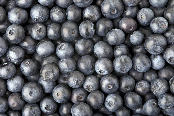 Background made of blueberries — Stock Photo, Image