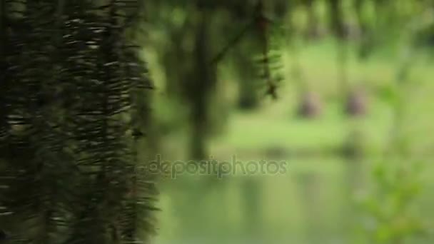 Carpates 