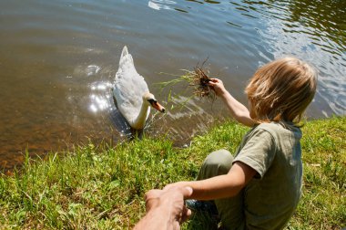 Kuğu besleme çocuk