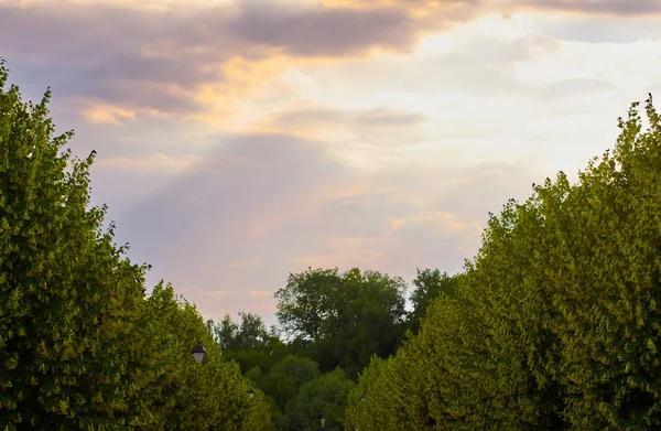 Groene bomen met sky — Stockfoto