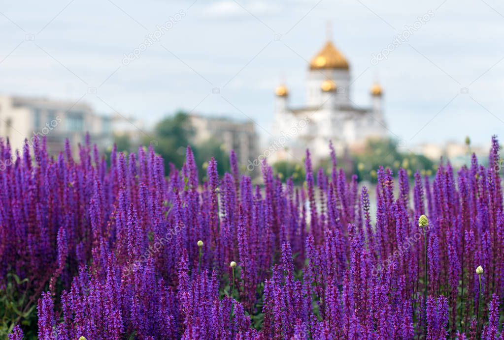 lavender flower and church