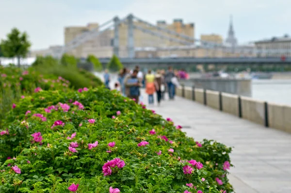 stock image rose bushes on the embankment