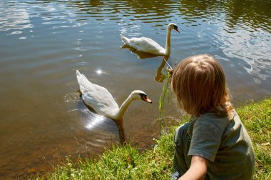 Kuğu besleme çocuk