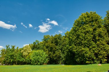 Mavi gökyüzü ile yeşil ağaçlar yaz