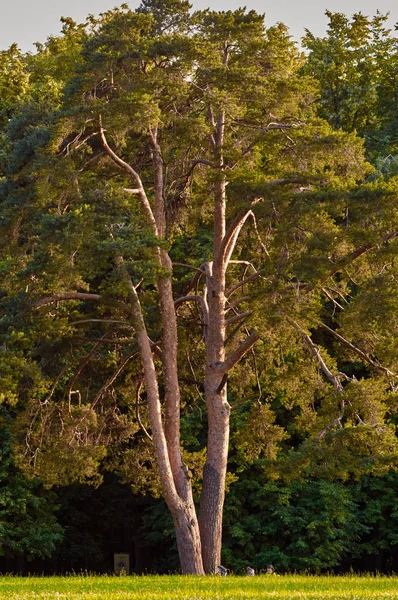 Dennenboom in het park — Stockfoto