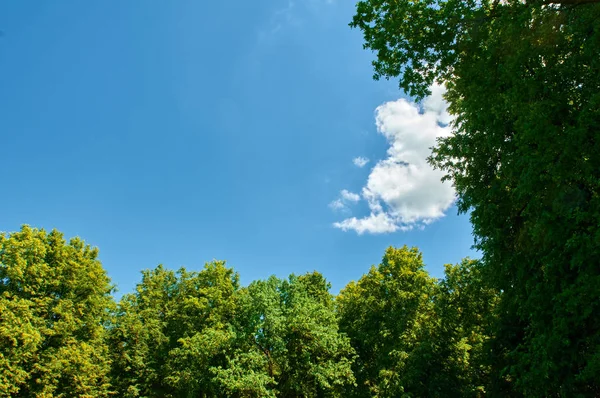Árboles verdes con espacio rectángulo cielo azul —  Fotos de Stock