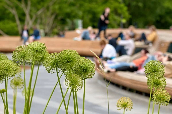 Bloemen in een recreatiepark — Stockfoto