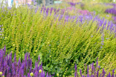 kentin yeşil çiçekler