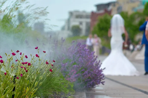 Bloemen op de dijk — Stockfoto