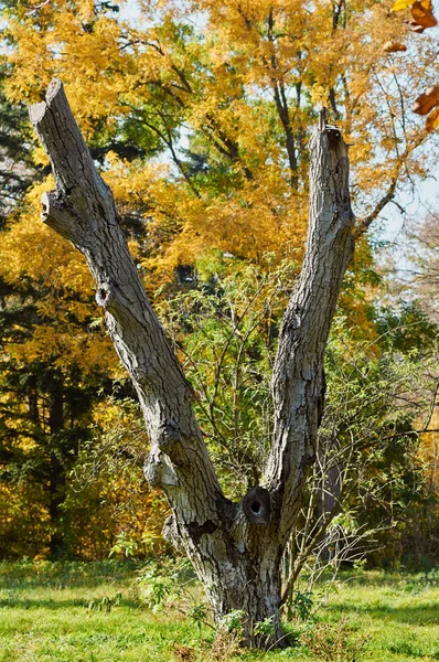 Gouden Fall gebladerte herfst. boom teken v — Stockfoto