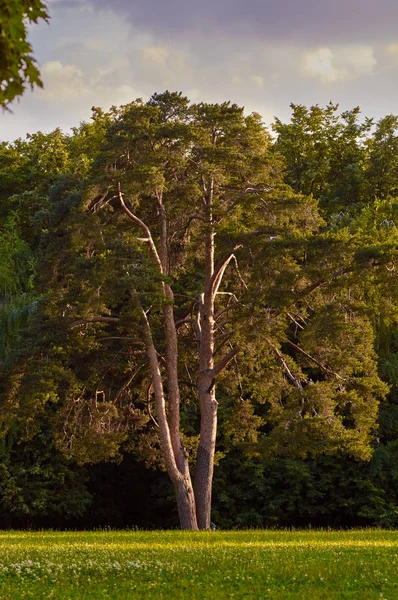 Dennenboom in het park — Stockfoto