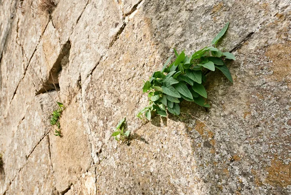 Wall with green leaves — Stock Photo, Image