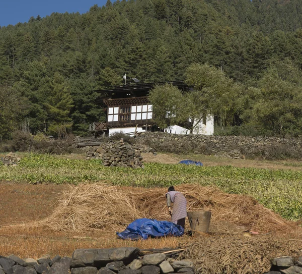 Cosecha en el valle de Phobjikha. Reino de Bután —  Fotos de Stock