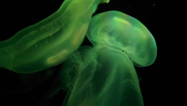 Víz Alatti Akvárium Medúza Tenger Óceán Fény Zöld — Stock Fotó