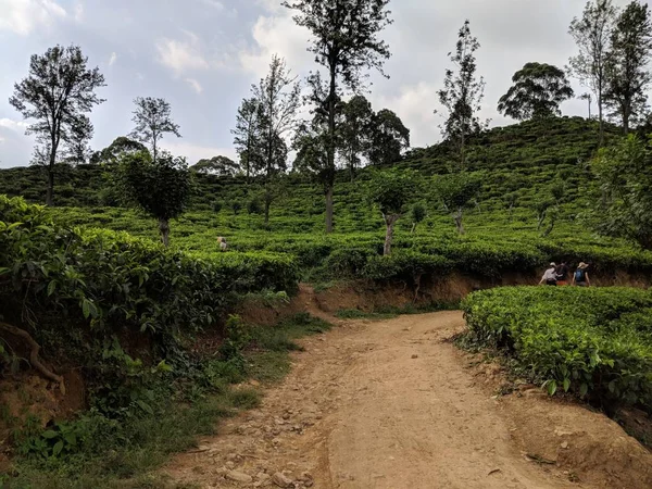 Sri Lanka Τσάι Πεδίο Αγελάδας Λόφο Λόφους Φύση Δέντρο Δέντρα — Φωτογραφία Αρχείου