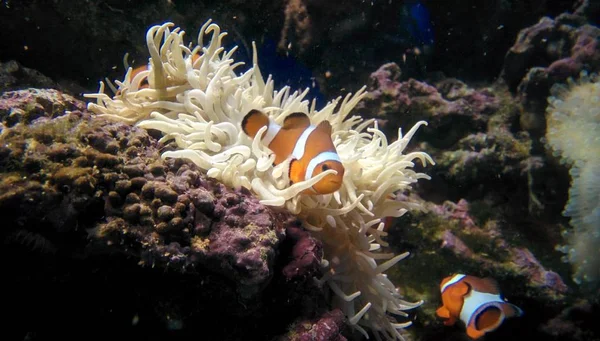 Clownfish Anemona Finding Nemo — стоковое фото